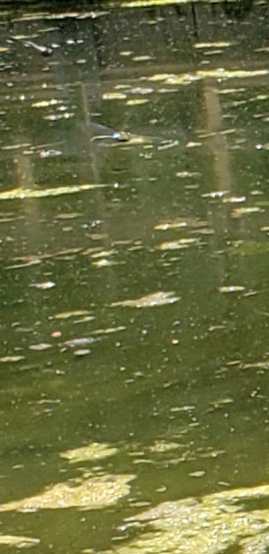 Photo of Common Green Darner