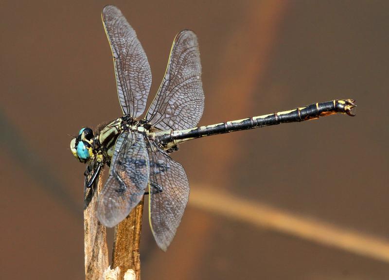 Photo of Horned Clubtail