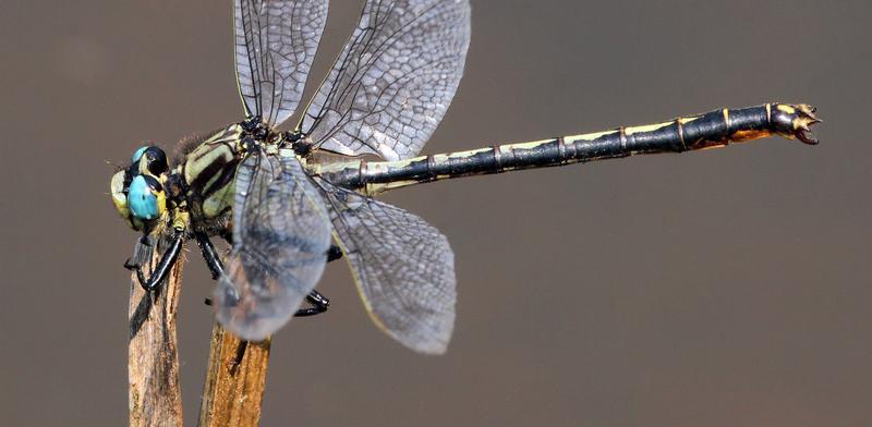 Photo of Horned Clubtail