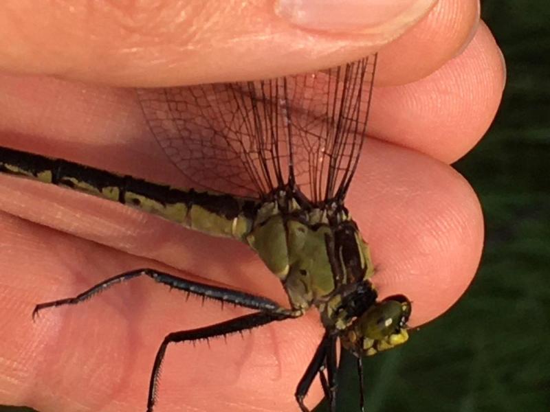 Photo of Black-shouldered Spinyleg