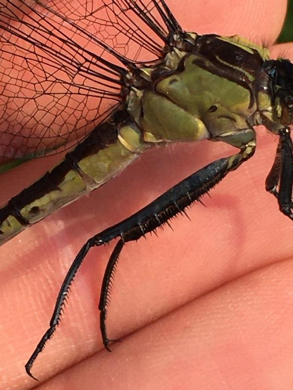 Photo of Black-shouldered Spinyleg