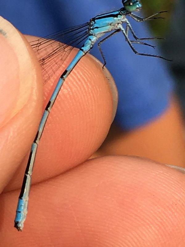 Photo of Hagen's Bluet