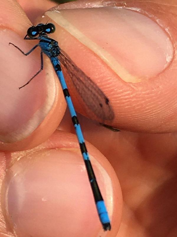 Photo of Hagen's Bluet