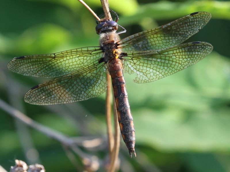 Photo of Beaverpond Baskettail