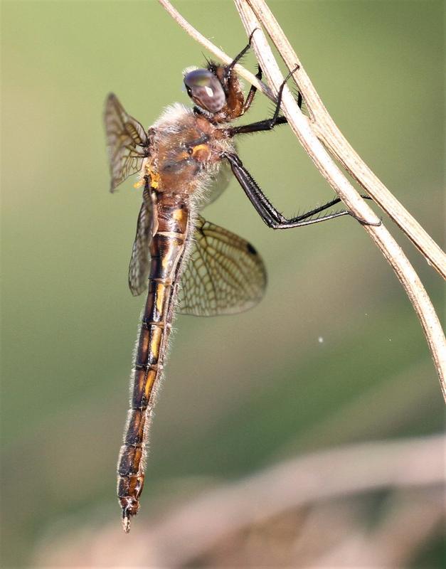 Photo of Beaverpond Baskettail