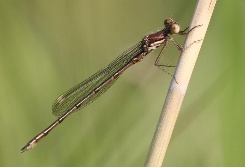 Photo of Spotted Spreadwing