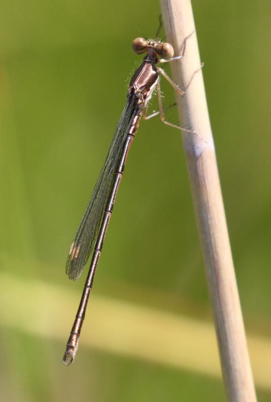 Photo of Spotted Spreadwing