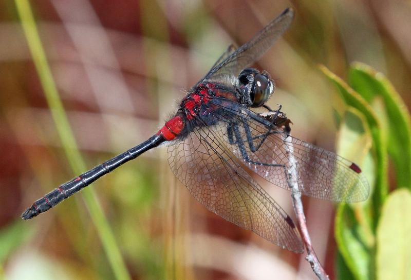 Photo of Crimson-ringed Whiteface