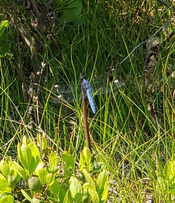 Photo of Spangled Skimmer