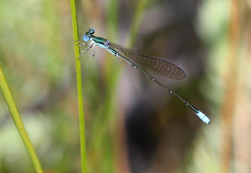 Photo of Sphagnum Sprite