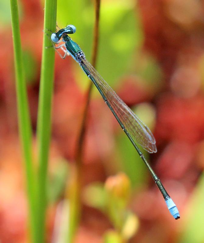 Photo of Sphagnum Sprite