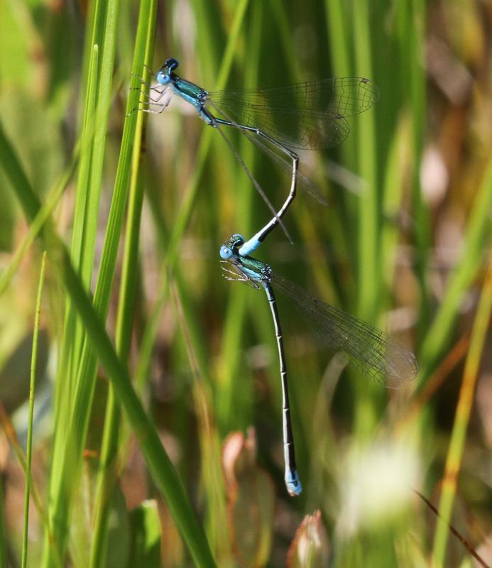 Photo of Sphagnum Sprite