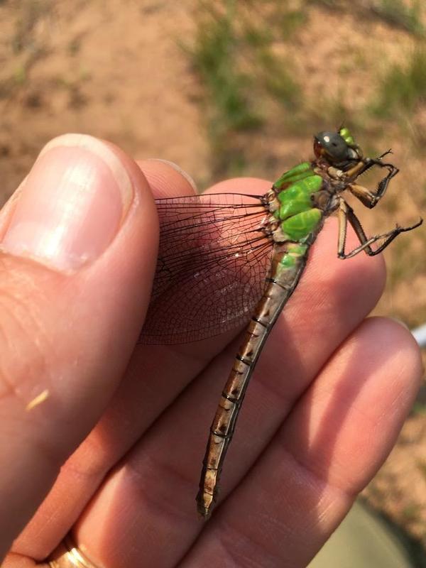 Photo of Rusty Snaketail