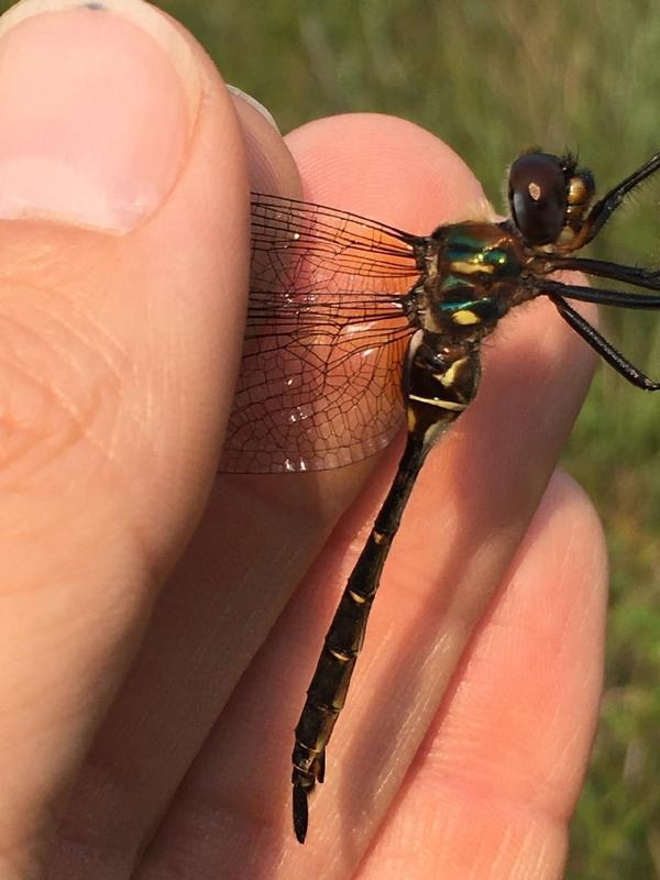 Photo of Brush-tipped Emerald