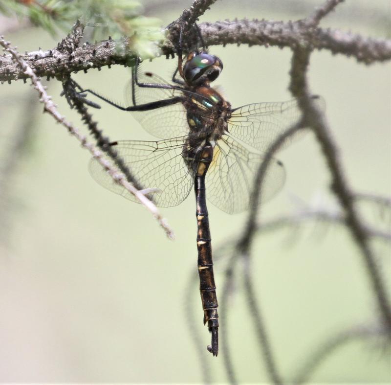 Photo of Brush-tipped Emerald