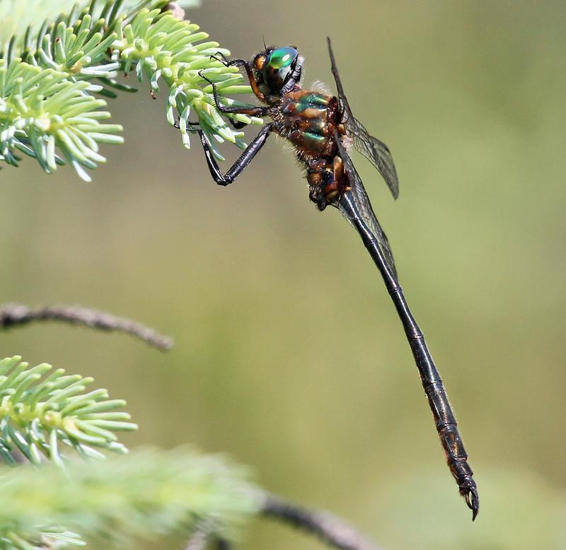 Photo of Delicate Emerald