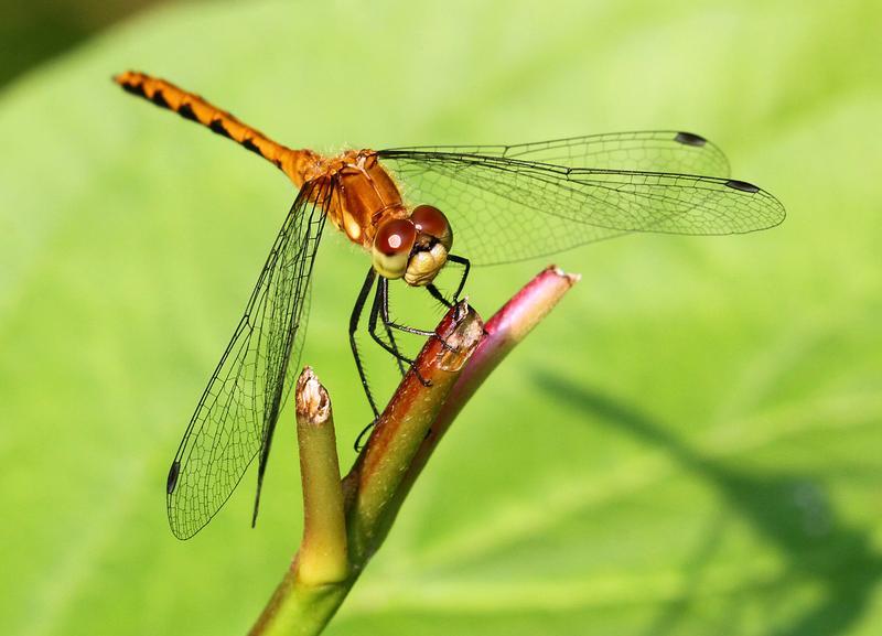 Photo of White-faced Meadowhawk