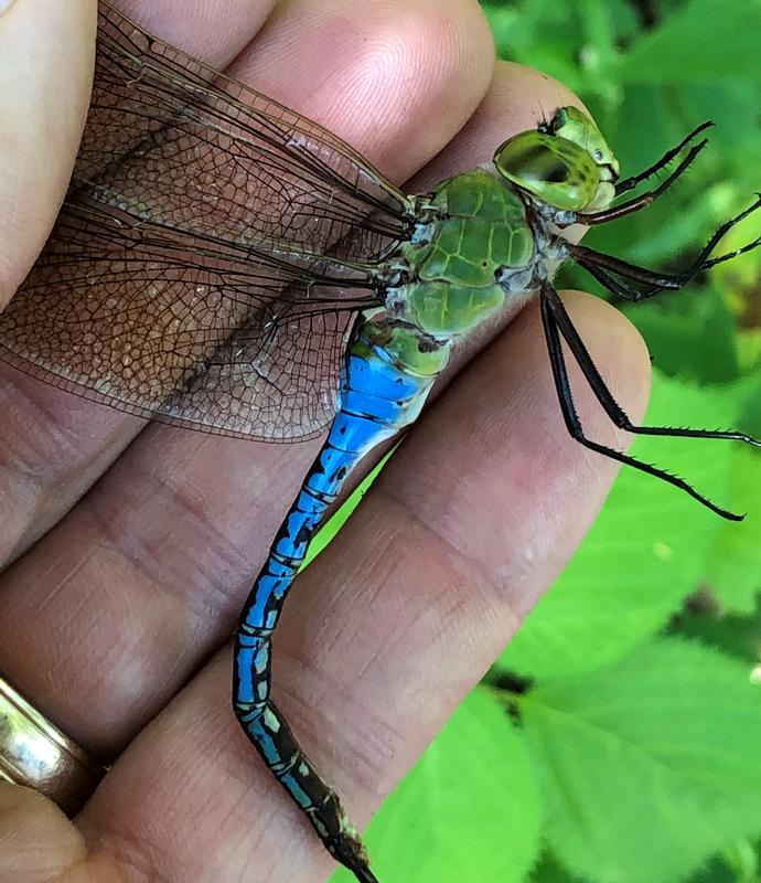 Photo of Common Green Darner