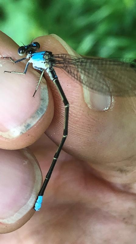 Photo of Blue-fronted Dancer