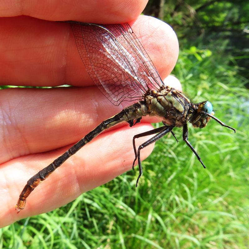 Photo of Lilypad Clubtail