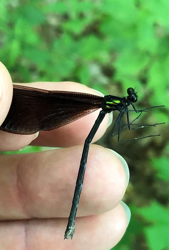 Photo of Ebony Jewelwing