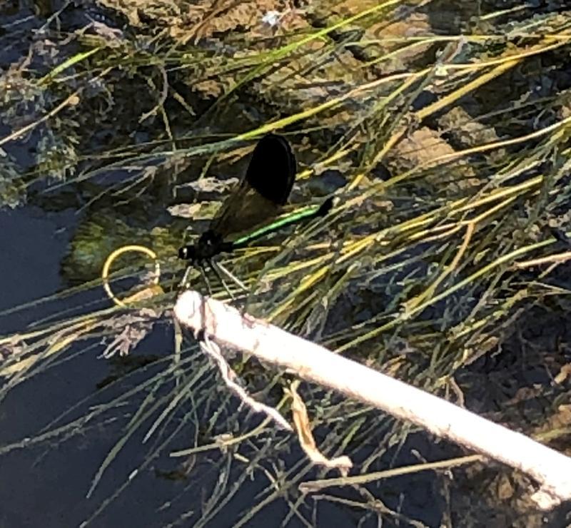 Photo of River Jewelwing