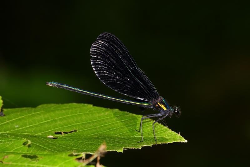 Photo of Ebony Jewelwing