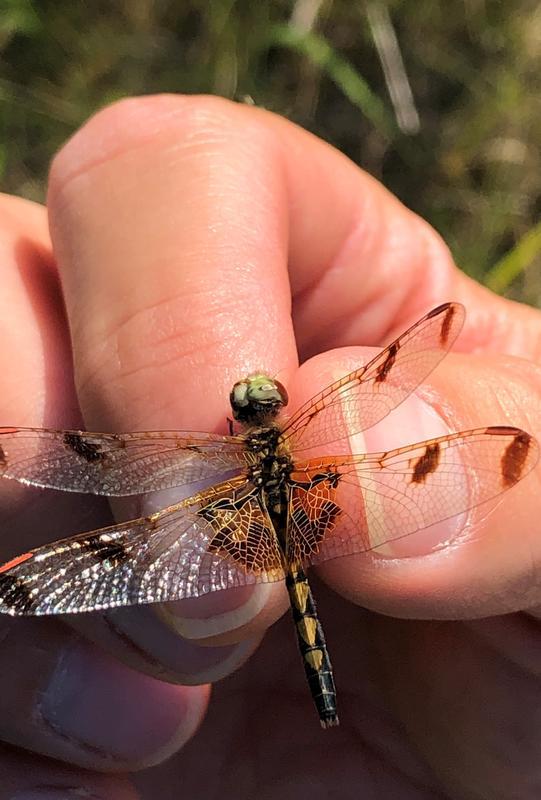Photo of Calico Pennant