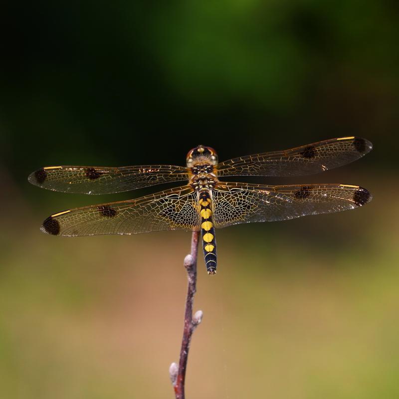 Photo of Calico Pennant