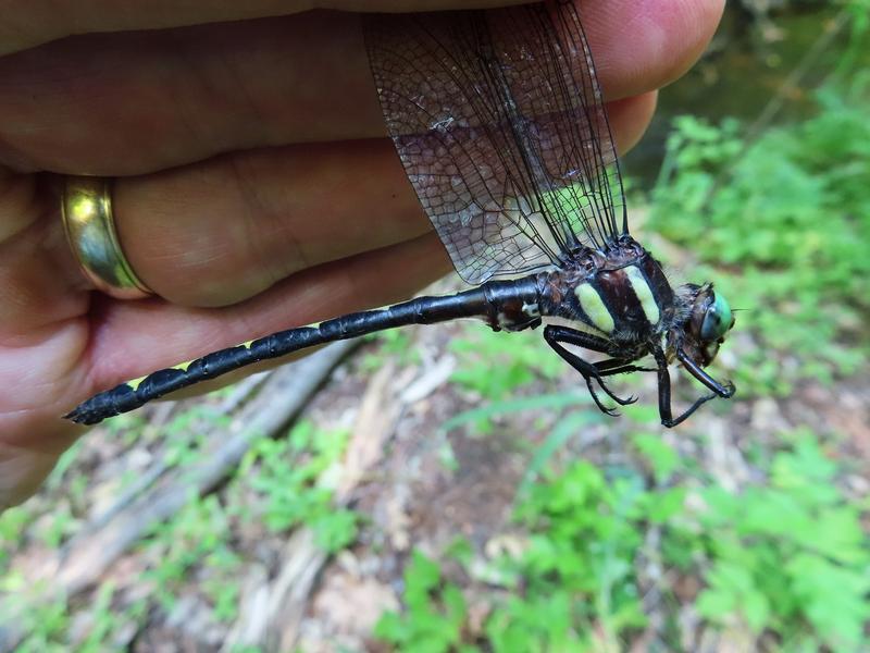 Photo of Arrowhead Spiketail