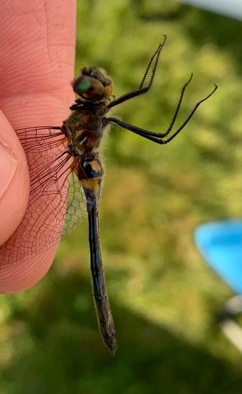 Photo of Racket-tailed Emerald