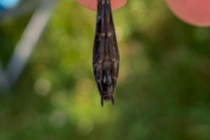 Photo of Racket-tailed Emerald