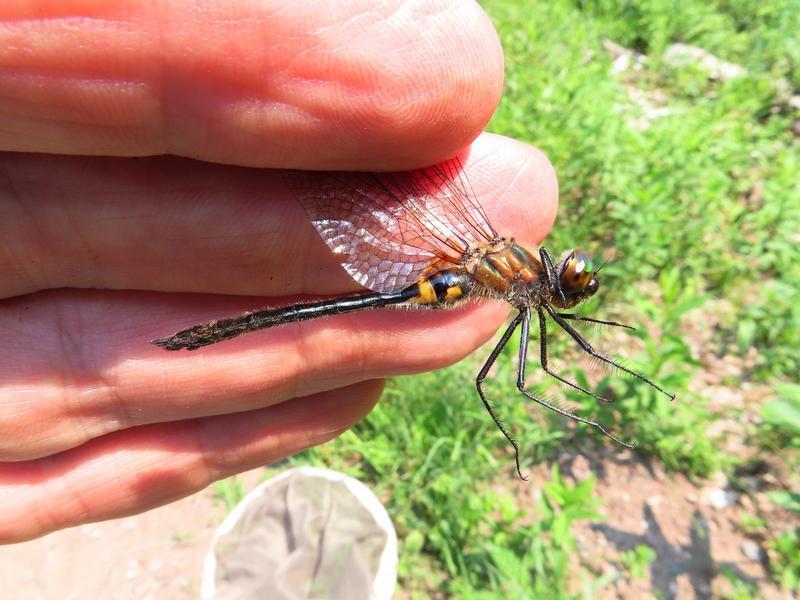 Photo of Racket-tailed Emerald