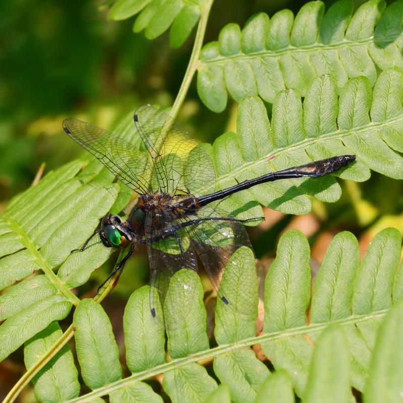 Photo of Racket-tailed Emerald