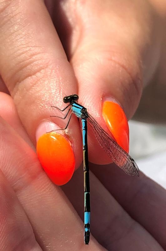 Photo of Azure Bluet