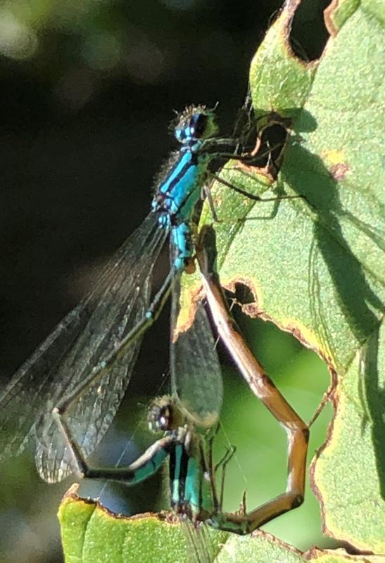 Photo of Skimming Bluet