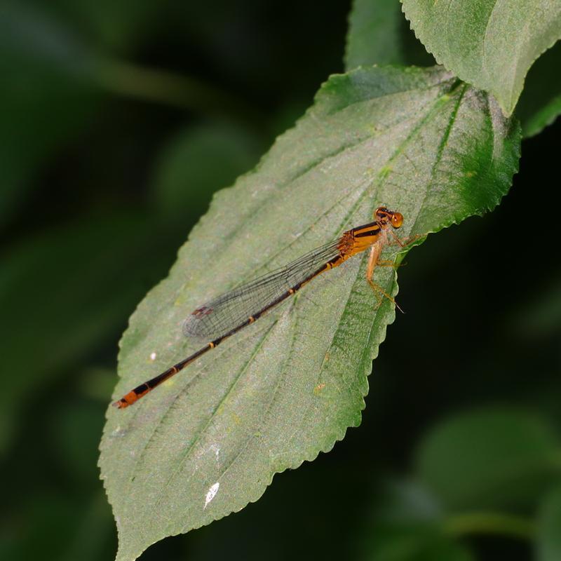 Photo of Orange Bluet