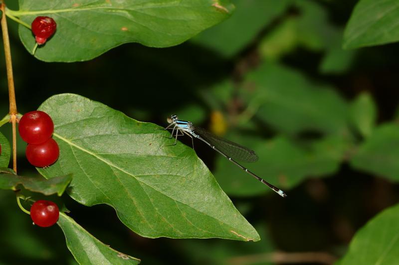 Photo of Orange Bluet