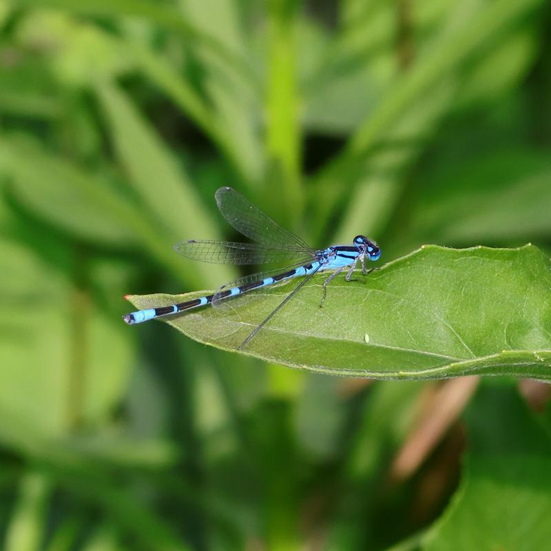 Photo of Tule Bluet