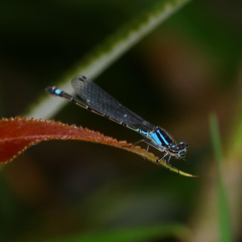 Photo of Skimming Bluet