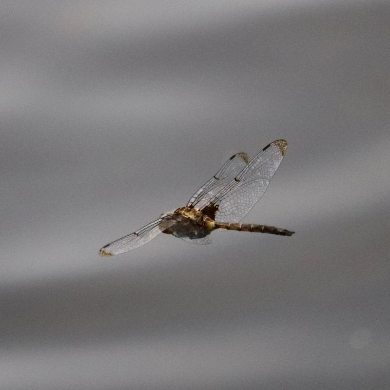 Photo of Prince Baskettail