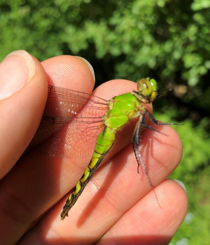 Photo of Eastern Pondhawk