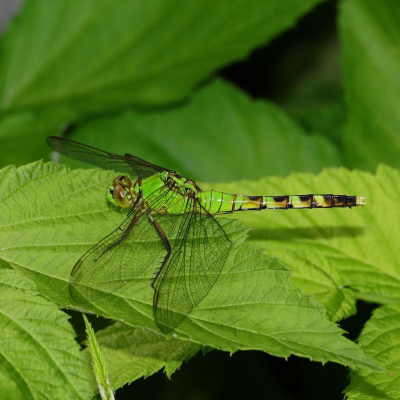 Photo of Eastern Pondhawk