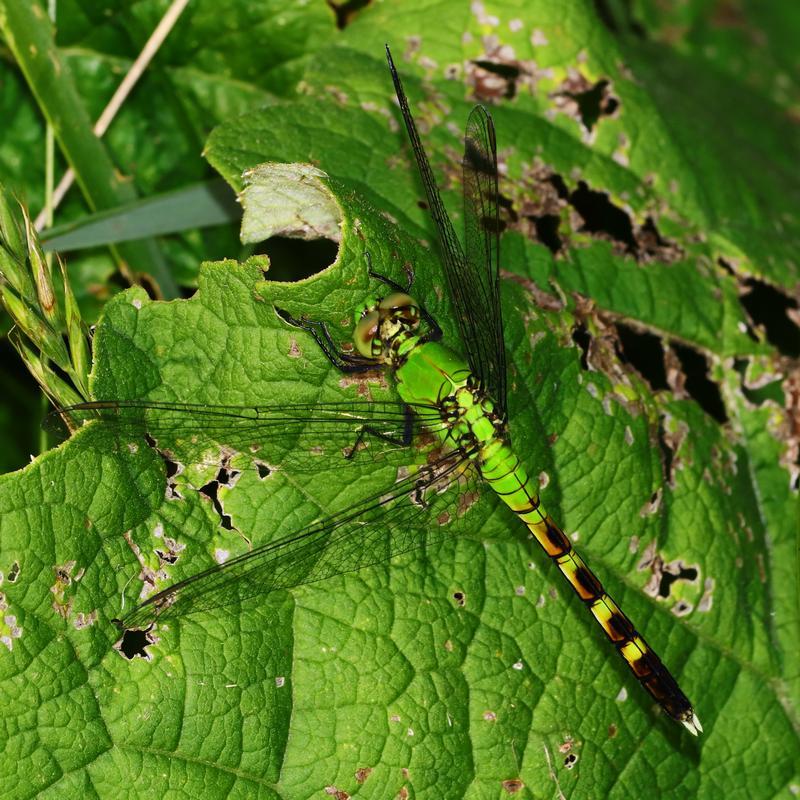 Photo of Eastern Pondhawk