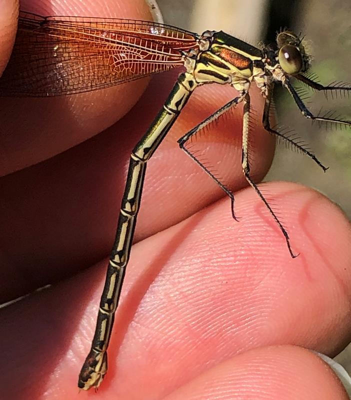 Photo of American Rubyspot