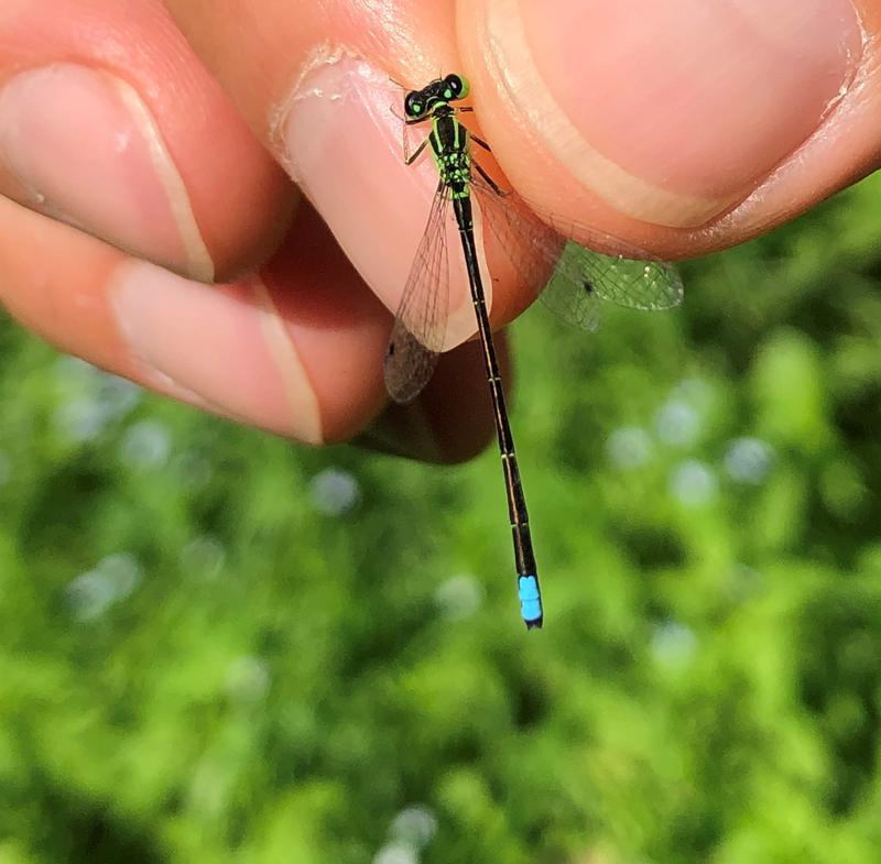Photo of Eastern Forktail