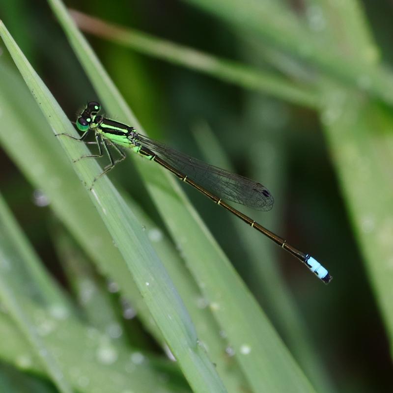 Photo of Eastern Forktail
