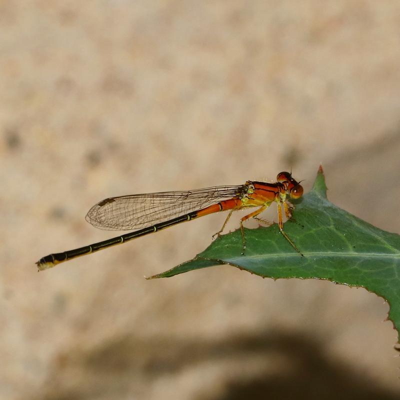 Photo of Eastern Forktail