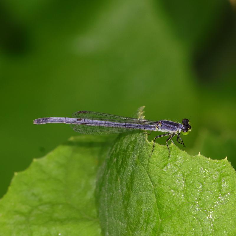 Photo of Eastern Forktail
