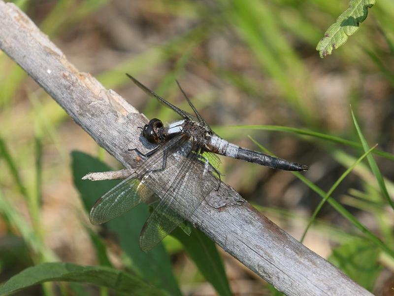 Photo of Chalk-fronted Corporal